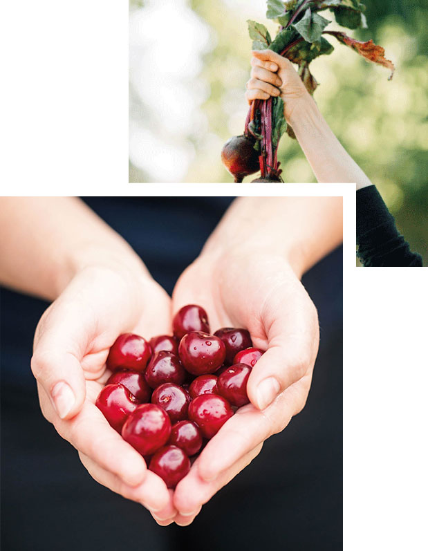 Oben: In der Hand eines ausgestreckten Arms werden zwei Rote Bete-Pflanzen mit Grün hochgehalten. Unten: Herzförmige Kuhle gebildet aus zwei Händen. Darin liegen viele rote Kirschen.